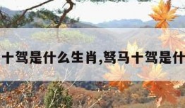 驽马十驾是什么生肖,驽马十驾是什么马